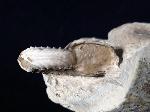 Pleuroceras solare (PHILLIPS 1829) - Bild © FossNet FossilienStore